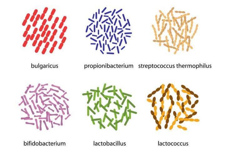 Gambar jenis-jenis probiotik 
