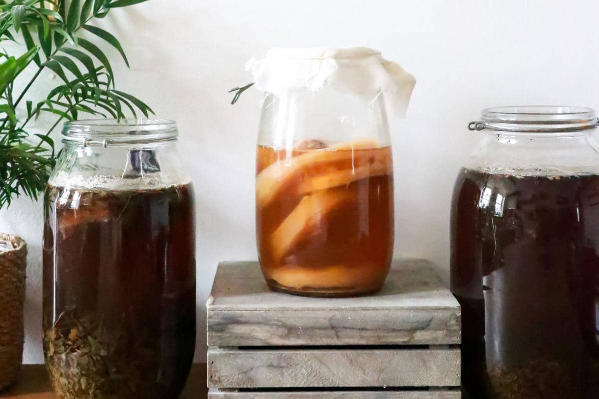 Gambar fermentasi kombucha 