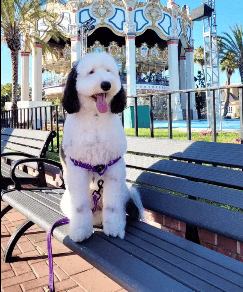 Bayley merupakan anjing Mini Sheepadoodle