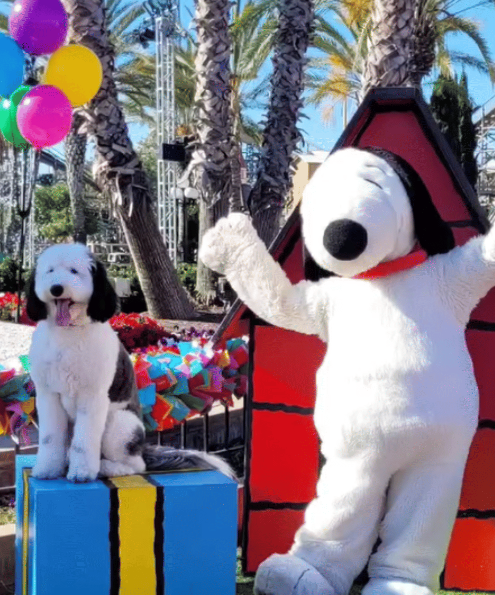Tingkahnya ikut membuat Bayley semakin mirip Snoopy