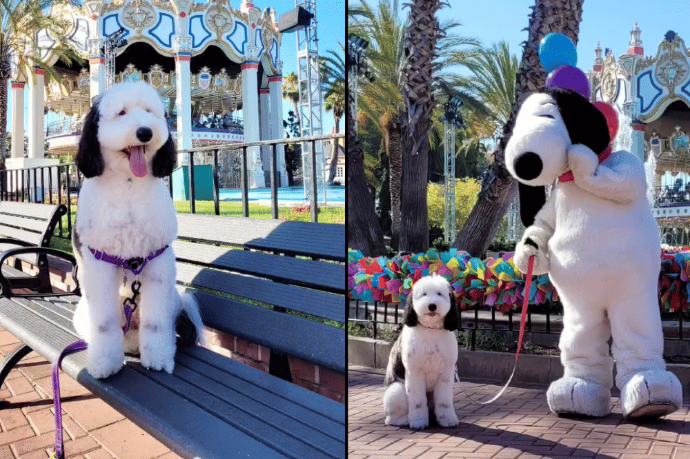 Mengenal Bayley, Anjing Viral yang Dijuluki Real-Life Snoopy
