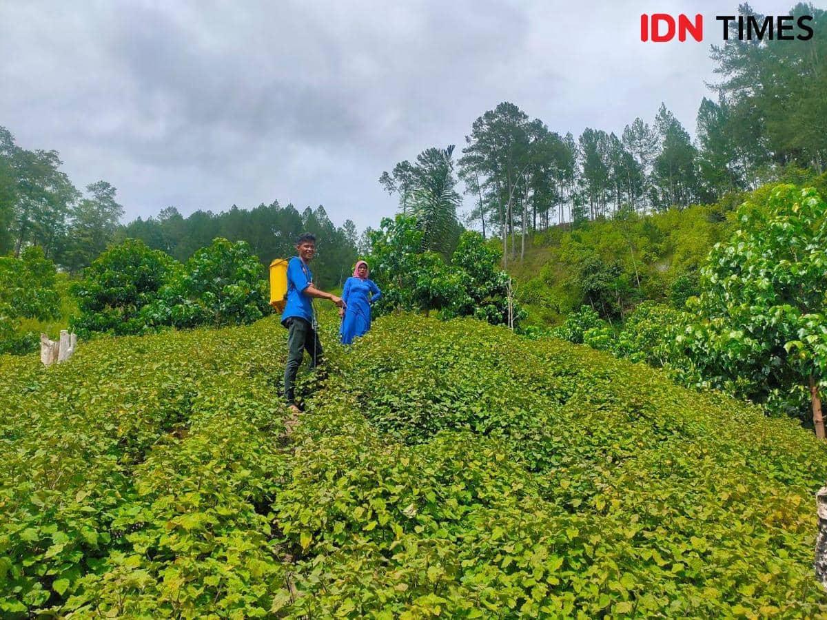 Mengendus Harumnya Bisnis Nilam Indonesia yang Terbang ke Luar Negeri