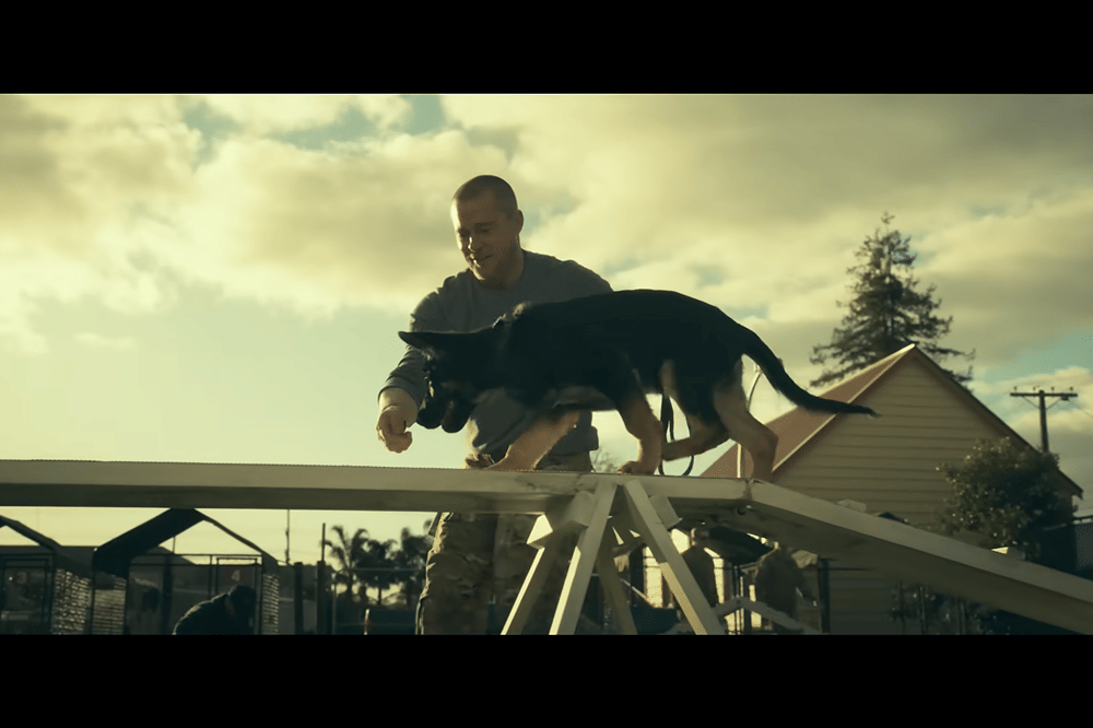 7 Fakta Anjing di Film Heart of the Beast