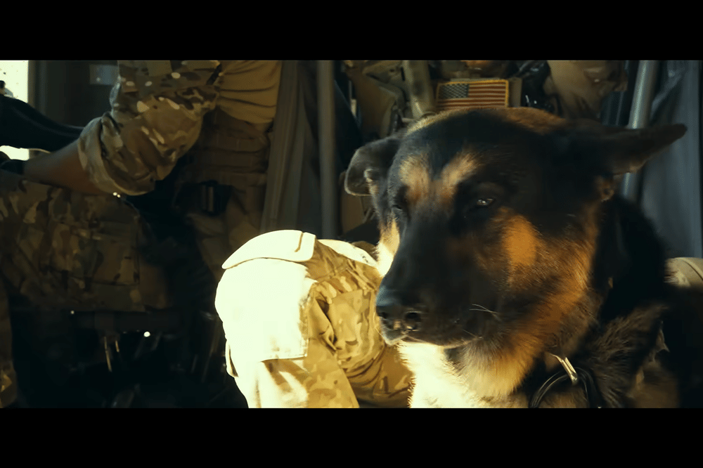 7 Fakta Anjing di Film Heart of the Beast