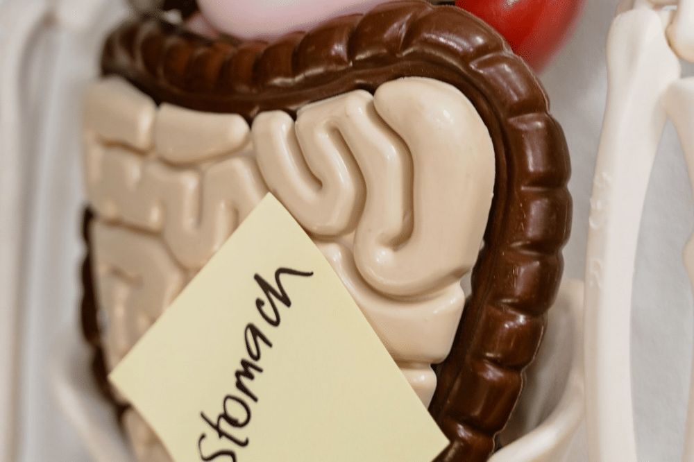 Berapa lama makanan bertahan di dalam lambung?