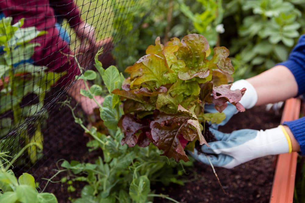 Berkebun tanpa menggunakan sarung tangan