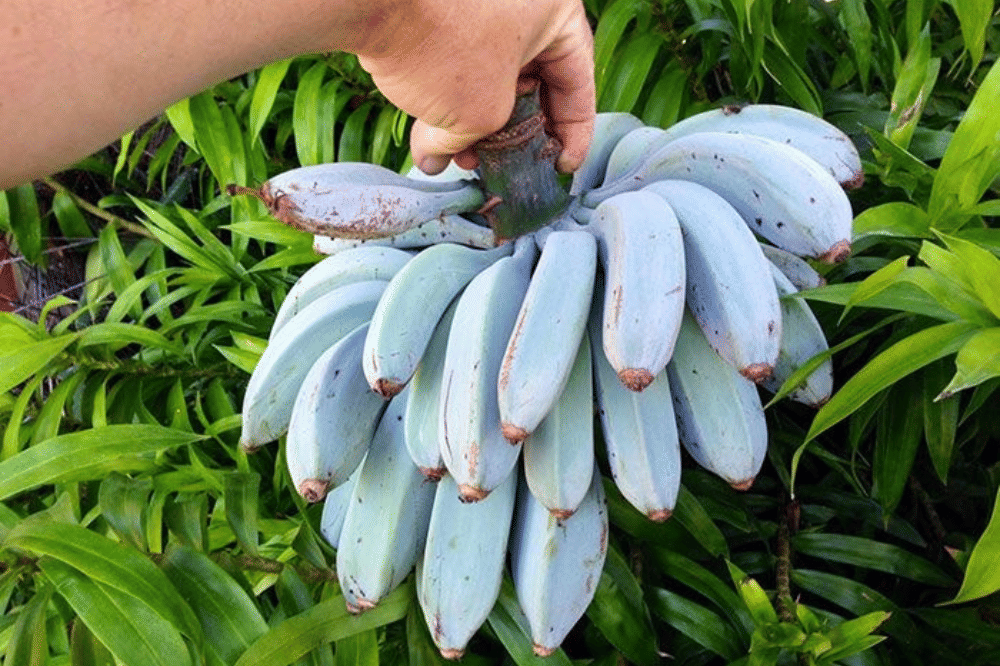5 Fakta Menarik Blue Java Banana, Pisang Biru Rasa Es Krim Vanilla