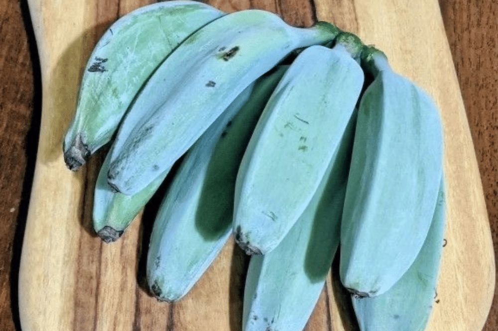 Dikenal sebagai ice cream banana