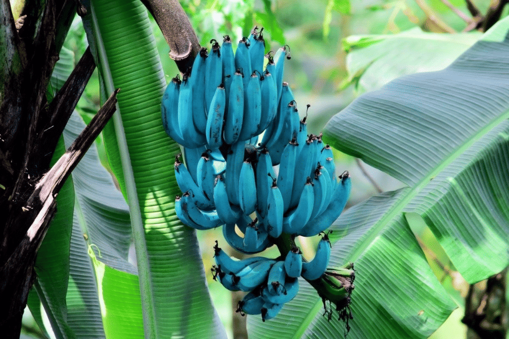 Fakta Menarik Seputar Blue Java Banana