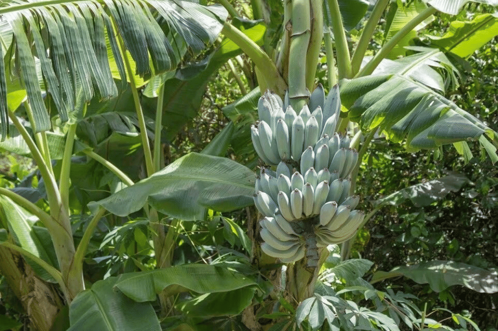 Daging buahnya tidak berwarna biru