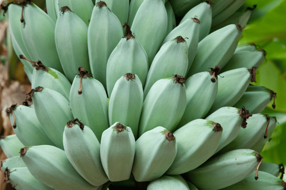 Asal Usul Blue Java Banana