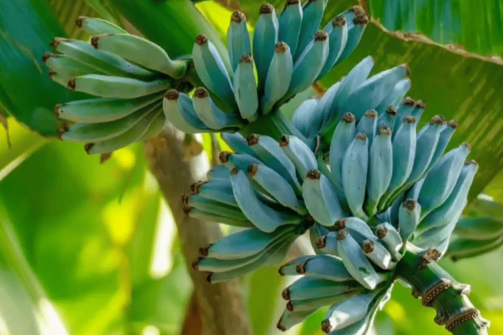 Mengenal Blue Java Banana