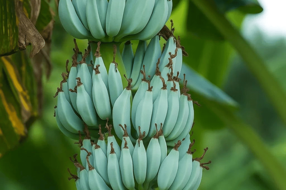 Kegunaan dan Kandungan Nutrisi Blue Java Banana