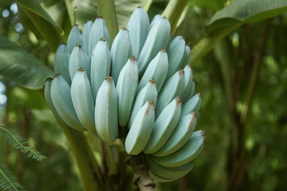 Mengenal Blue Java Banana, Buah Tropis dengan Warna Biru yang Menarik