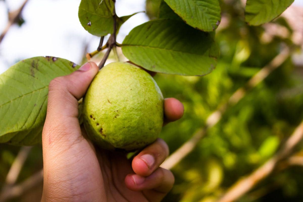 Buah jambu sedang dipetik dari pohon