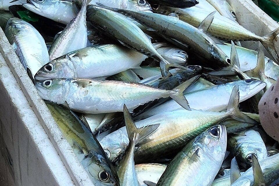 Ikan kembung bagus untuk kepadatan tulang anak