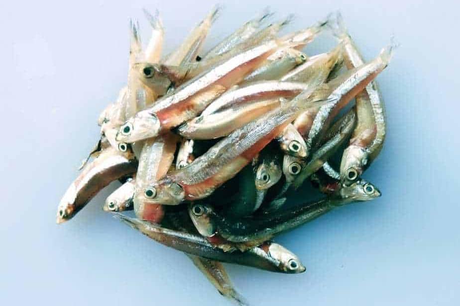 Ikan teri basah
