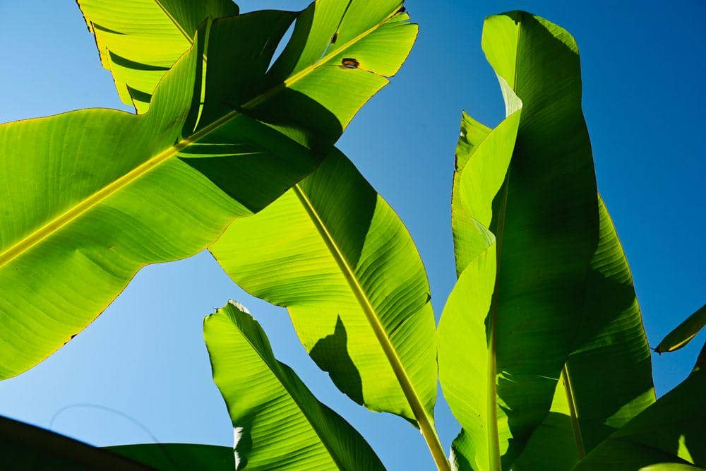 Viral karena disebut jual daun pisang demi makan dan sekolah