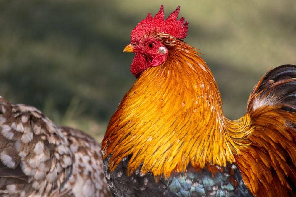 Apakah Ayam Bisa Terbang Jika Dilatih?