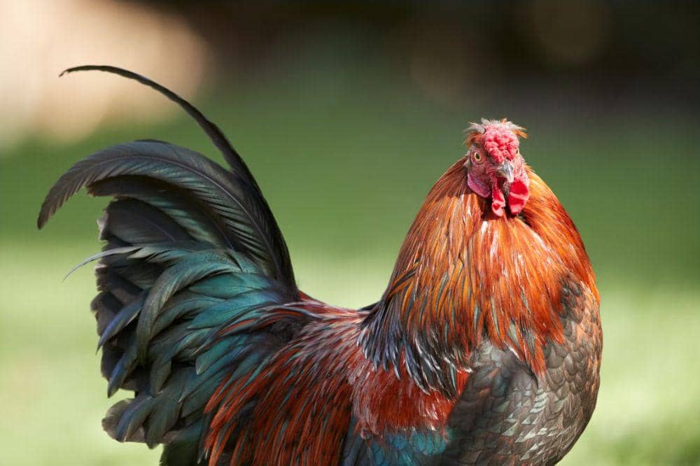 Apakah Ayam Sebenarnya Bisa Terbang?