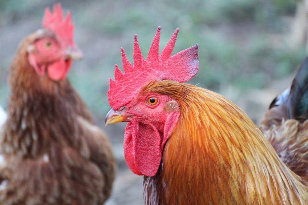 Apakah Semua Jenis Ayam Tidak Bisa Terbang?