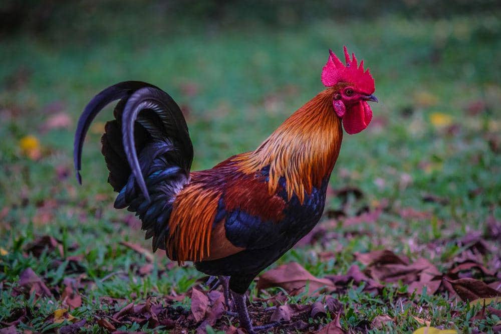 Kenapa Ayam Tidak Bisa Terbang Padahal Memiliki Sayap?