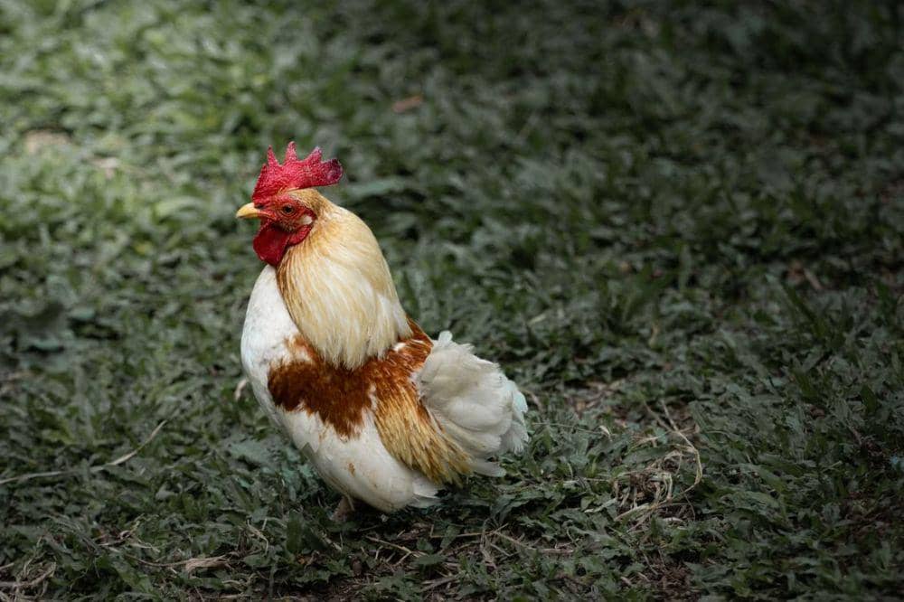 Kenapa Ayam Tidak Bisa Terbang Padahal Punya Sayap?