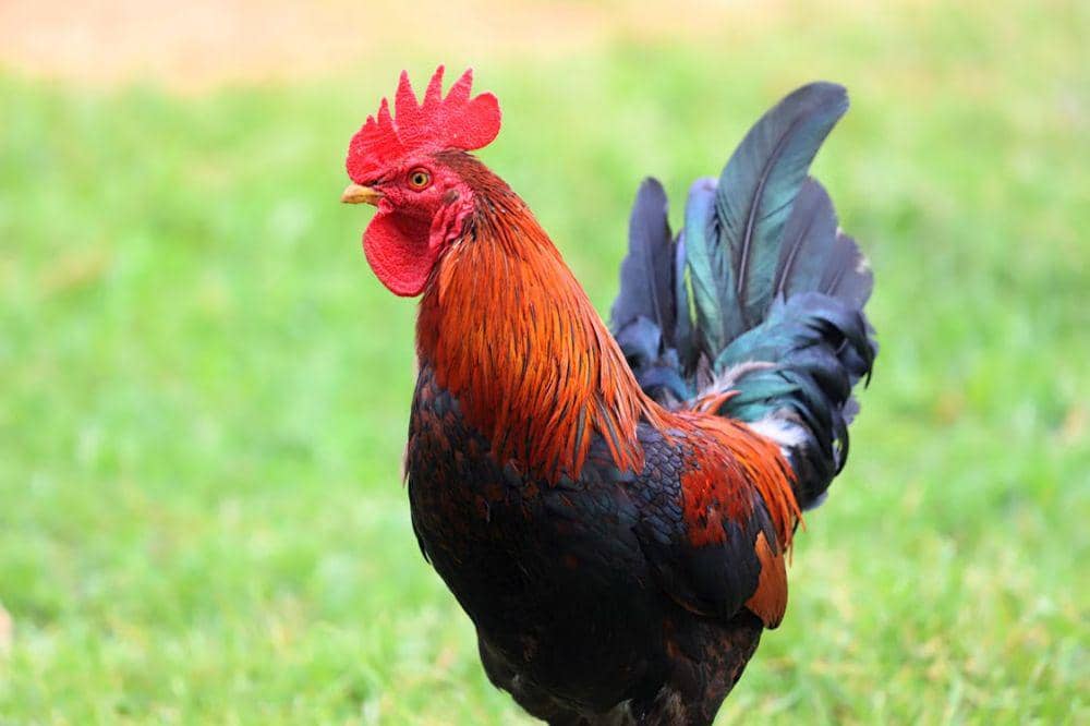 Kenapa Otot Sayap Ayam Tidak Kuat untuk Terbang?