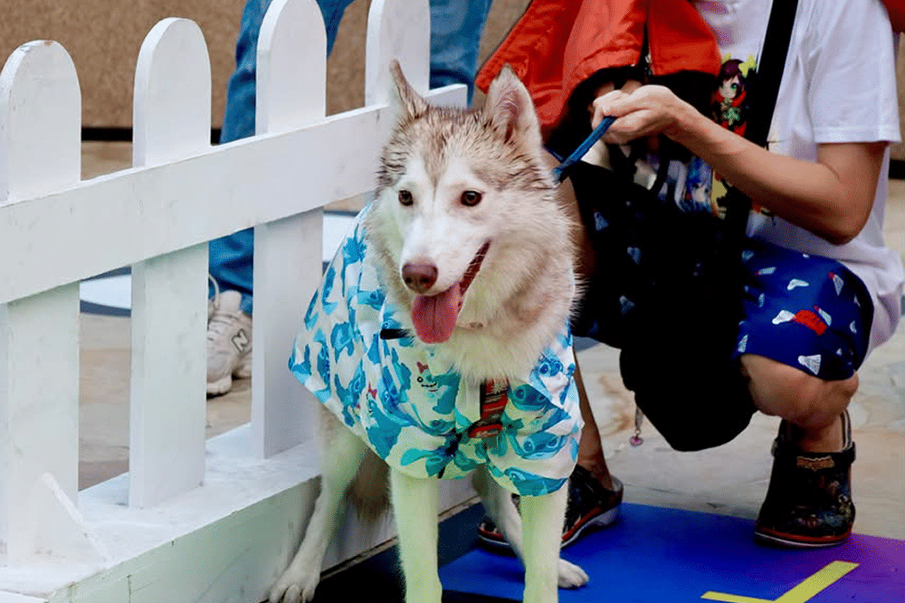 Keseruan Dog Does Disco 2026, Festival Wellness Bareng Anabul