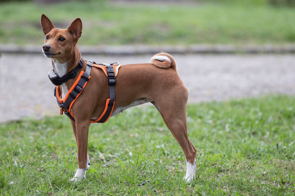 Basenji, anjing yang dikenal jarang menggonggong