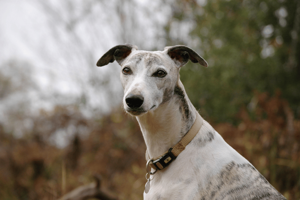 Greyhound dikenal sebagai anjing yang pendiam