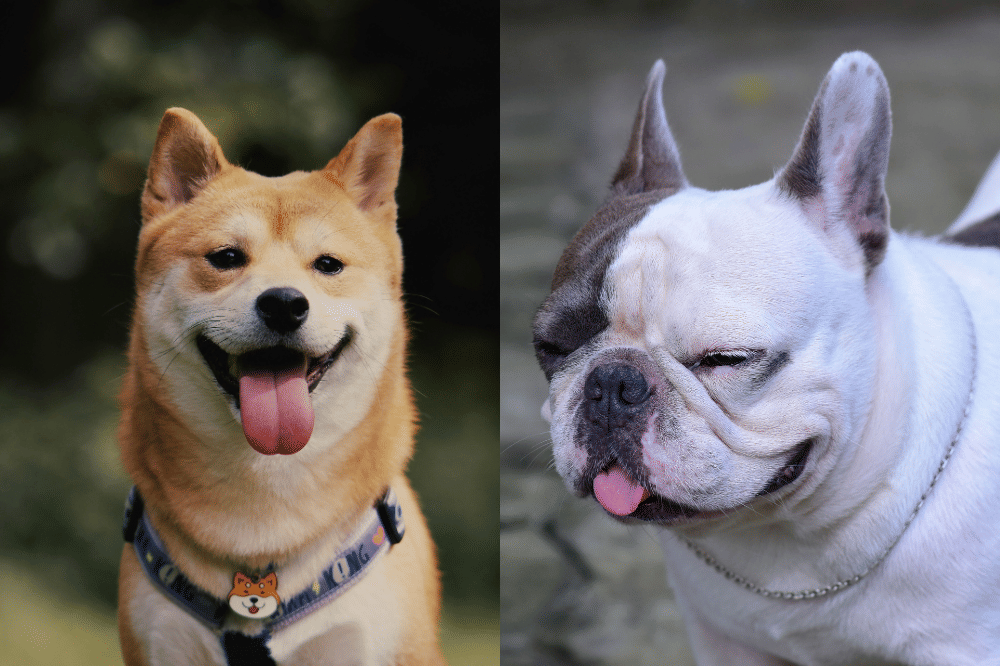 5 Jenis Anjing yang Jarang Menggonggong, Cocok untuk Dipelihara