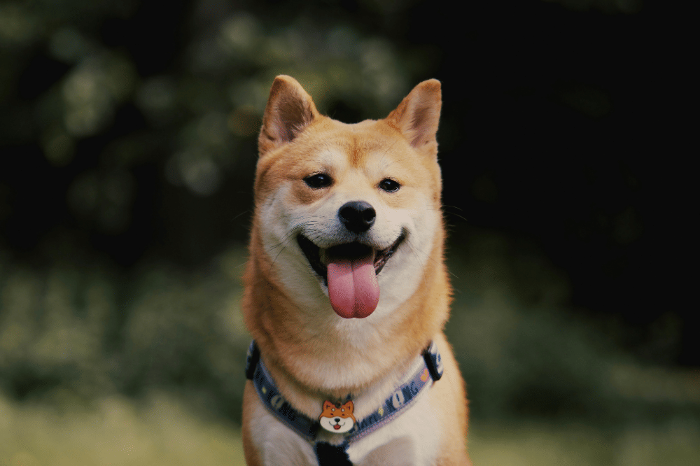 Shiba Inu memiliki karakter mandiri dan tenang
