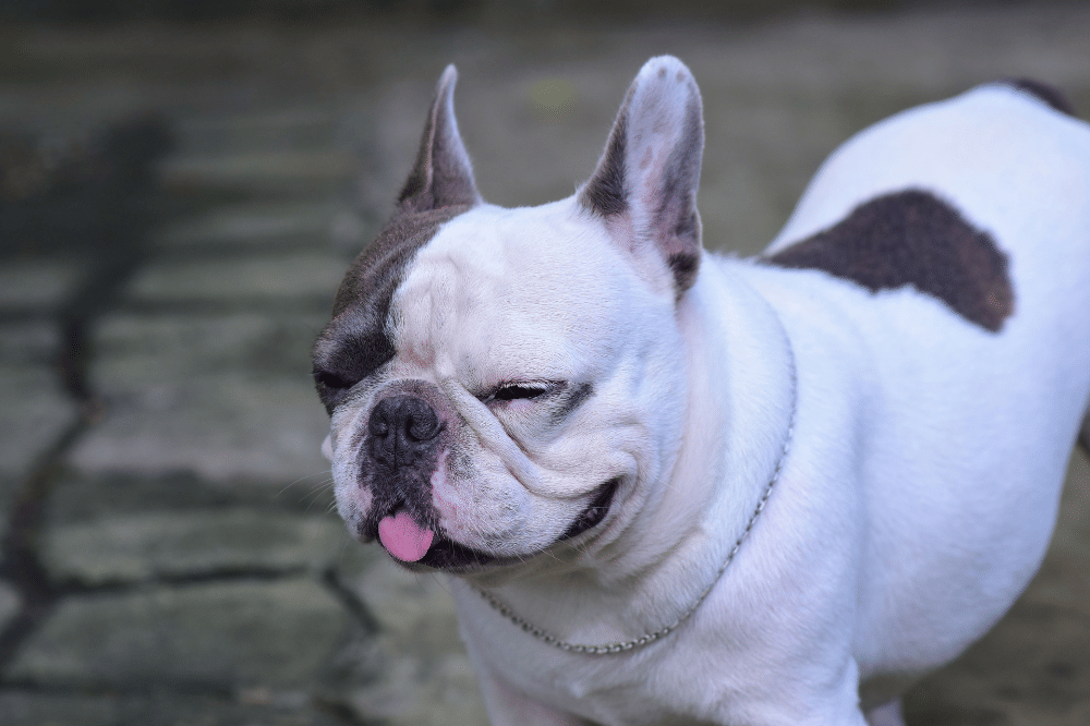 Bulldog lebih suka bersantai daripada menggonggong