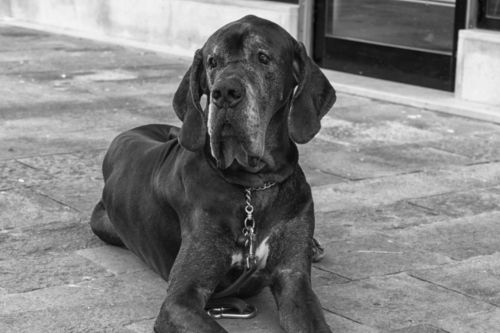Great Dane yang tenang dan tidak banyak bersuara