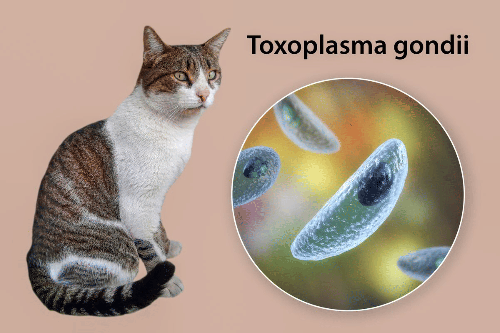 Virus Toxoplasma Gondii