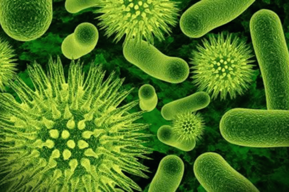 Epstein-Barr Virus (EBV)