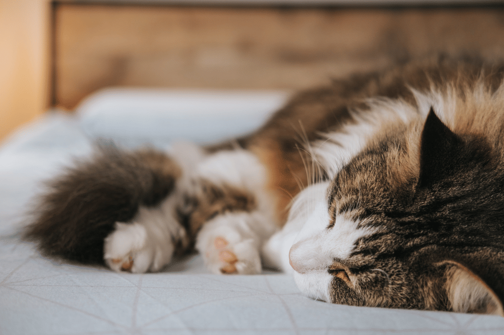 5 Bahaya Asap untuk Kesehatan Kucing, Sebabkan Gangguan Pernapasan