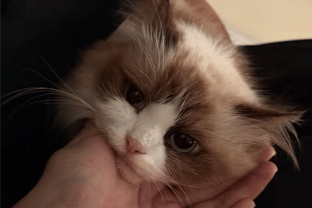 Beby Tsabina dan Syifa Hadju Gagal Jodohkan Kucing 3