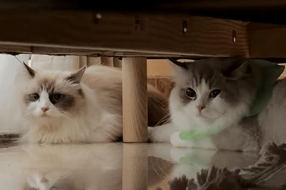 Beby Tsabina dan Syifa Hadju Gagal Jodohkan Kucing 4