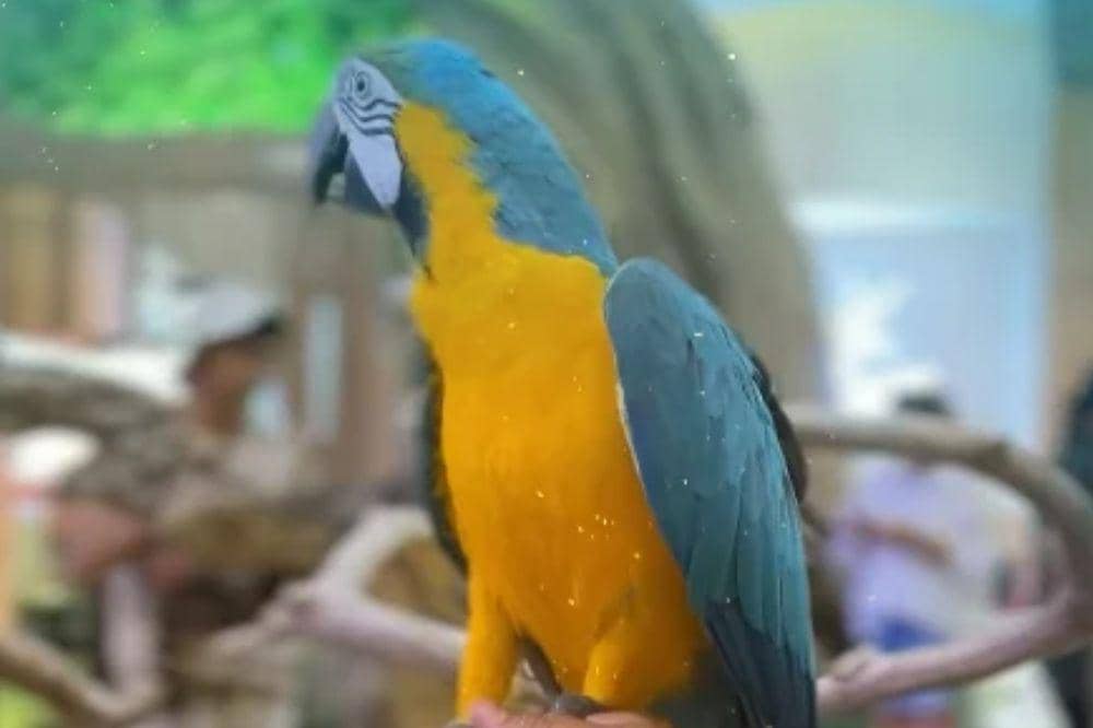 animal village