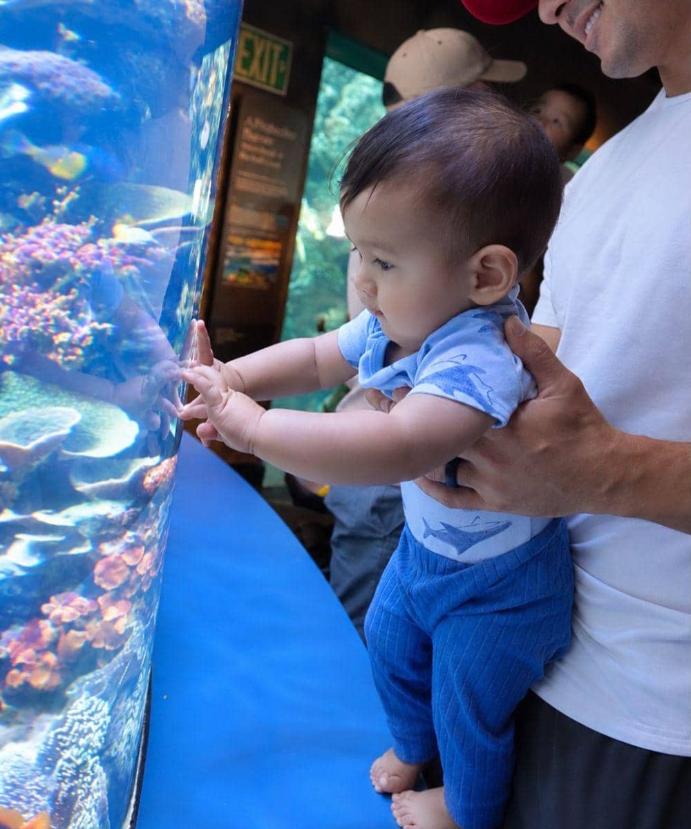 Momen gemas Tommy saat menyentuh kaca akuarium